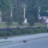 Brian Surguy is attacked by a protective mother duck while trying to help her ducklings.