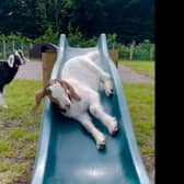 Goats play on a slide at Manorafon Farm Park