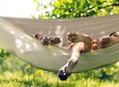 How to keep dogs cool in the sunshine