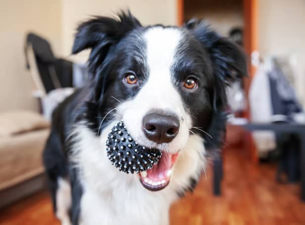 Eight of the best products to treat your new dog