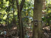 The best home wildlife cameras to photograph birds and garden animals