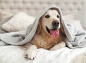 Blankets for winter 2022 