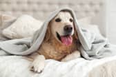 Blankets for winter 2022 