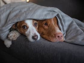 The best heated blankets to keep you warm in winter