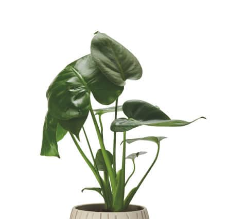 Monstera in Ceramic (Aldi)