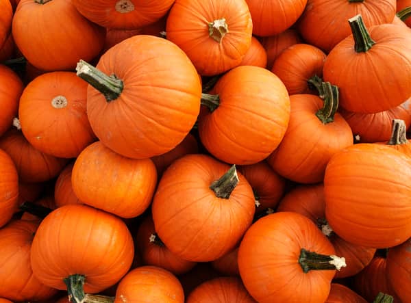Recently harvested orange pumpkins