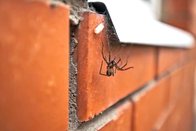 Spider season is here  but is it okay to remove spiders from your home and put them outside?
