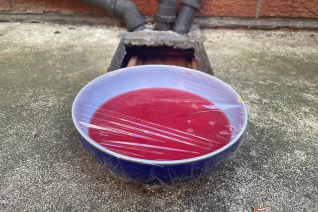 An homemade fruit fly trap. Note the small holes in the clingfilm. 