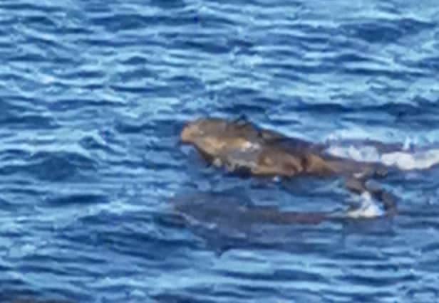Holidaymaker Sarah Craven believes she saw two crocodiles off the coast of Yorkshire - this is a still image taken from the video shared on Facebook.