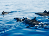 Dolphins spotted in UK waters as pod swim happily alongside RNLI boat - watch video taken of sighting 