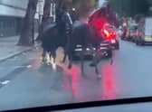 Screen grabs showing the bizarre moment three horses galloped through traffic - in the middle of London. 