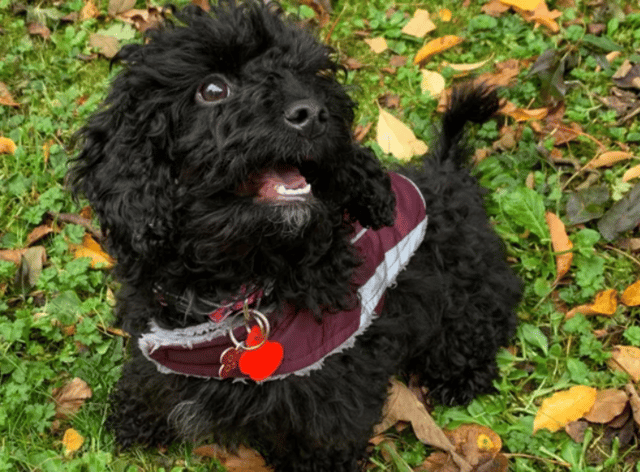 Warning to dog owners after ‘heartbroken’ woman’s puppy dies of highly infectious parvovirus disease
