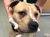Adam Wardle, 23, was captured on CCTV attacking a three-year-old Mastiff Cross named Bobby, with a mop behind a bin store earlier this year. 
