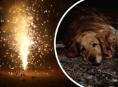 Tips to help your scared dogs on bonfire night