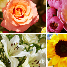 Bloom and Wild floral experts have revealed the most popular flowers to get as tattoos