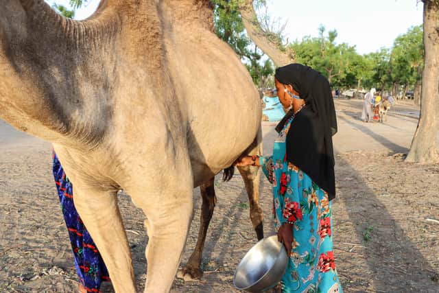 Despite being used in many other countries, the UK has yet to come to grips with Camel milk. Yet might be the operative word though.