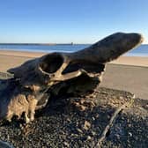 The auroch skull that Dannielle Keys found on Blyth Beach.  A walker has discovered an 'almost complete' skull of an ancestor to today's domesticated cows on the town's beach