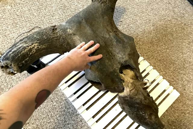 The auroch skull that Dannielle Keys found on Blyth Beach measures  2.5ft long, though it has been said the horns of the animal where 80cm long