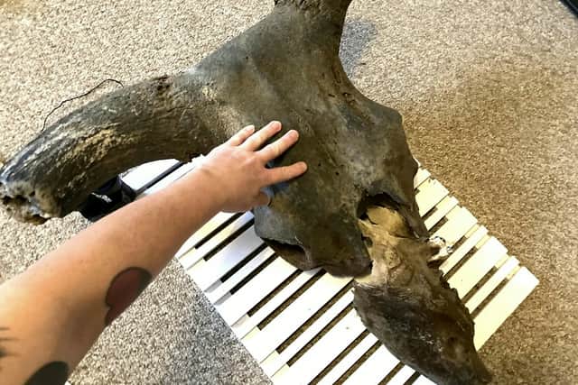 The auroch skull that Dannielle Keys found on Blyth Beach measures 2.5ft long, though it has been said the horns of the animal where 80cm long