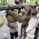 A Thai monkey trainer works with a monkey showing it how to collect coconuts at the Samui Monkey Center on Samui island