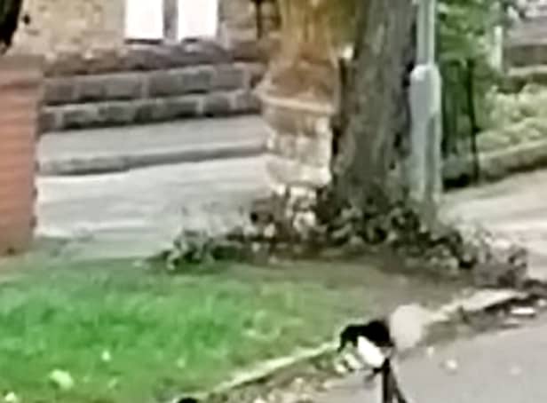 This is the moment a 'brave' brown rat took on two magpies in a Stoke-on-Trent street battle. 