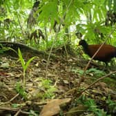 A bird thought to have disappeared from scientific study for 140 years has been rediscovered in Fergusson, Papua New Guinea