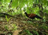 A bird thought to have disappeared from scientific study for 140 years has been rediscovered in Fergusson, Papua New Guinea