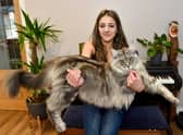 Murphy the Maine Coon keeps being mistaken for a dog or a lion