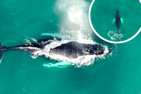 Gareth Tibbs caught rare footage of the whale swimming in waters off the shore of St Mary’s Island.