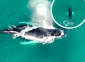 Gareth Tibbs caught rare footage of the whale swimming in waters off the shore of St Mary’s Island.