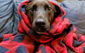 Keeping pets warm will be an important task for owners this winter