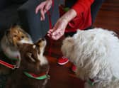 Can you feed a dog Christmas dinner? Items not to feed your pets from the Christmas dinner leftovers