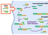 Graphic of oncolytic DNA hairpin pairs (oHPs) being are introduced to the cancer cell. When the oHPs encounter the tumour-causing overexpressed microRNA (miRNA), they unravel to connect with the miRNA and each other to form longer DNA strands. These elongated strands then trigger an immune response, the bodys built-in defence mechanism, which inhibits further tumour growth. 