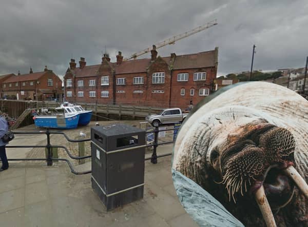 A walrus called Thor was spotted having a rest at Scarborough Harbour ahead of the New Year
