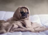 Should I get a dog? - Myths and misconceptions about owning a puppy according to experts 