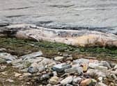 A dead 12ft whale was washed up on the banks of a British river last week.