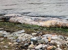 A dead 12ft whale was washed up on the banks of a British river last week.