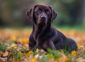 Labradors are one of the most stolen pets in the UK
