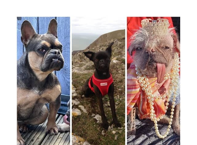 See the seven less than perfect pooches  competing to be crowned ‘Britain’s ugliest dog’