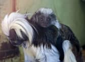 Nigel the young cotton-top tamarin monkey on mother Florencia’s back at  Drusillas Zoo Park in Alfriston, East Sussex (Credit: Drusillas Zoo Park/SWNS)