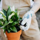 Retailing at around £40, the Peace Lily is a little pricey but may prove a worthy investment for many during the cost of living crisis. 