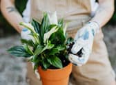 Retailing at around £40, the Peace Lily is a little pricey but may prove a worthy investment for many during the cost of living crisis. 