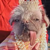 Peggy the pug, from East Yorkshire, has been named UK’s ugliest dog.