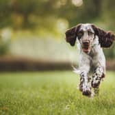 An English Springer Spaniel