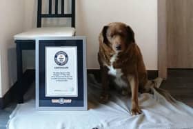 Oldest dog ever: Bobi the Rafeiro do Alentejo farm dog from Portugal breaks Guinness World Record