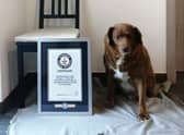 Oldest dog ever: Bobi the Rafeiro do Alentejo farm dog from Portugal breaks Guinness World Record
