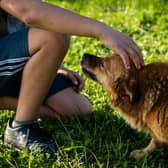 A dog groomer says owners should “set boundaries” with their pets to help keep their children and family safe. Stephanie Zikmann, 31, said that the rise in dog attacks has left her “fearful” and she wants to educate people on how to safely interact with their pets.