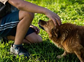 A dog groomer says owners should “set boundaries” with their pets to help keep their children and family safe. Stephanie Zikmann, 31, said that the rise in dog attacks has left her “fearful” and she wants to educate people on how to safely interact with their pets.