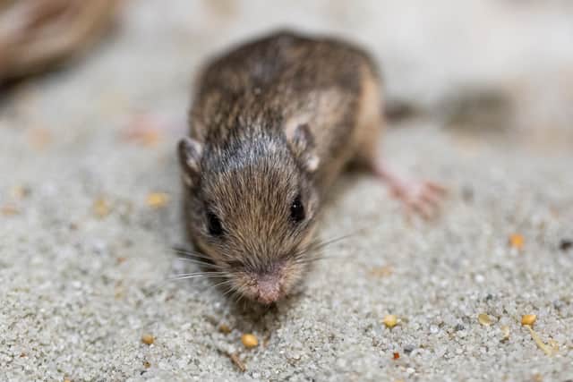 Guinness World Record has named Patrick Stewart as the oldest living mouse in the world. Picture by San Diego Zoo Wildlife Alliance