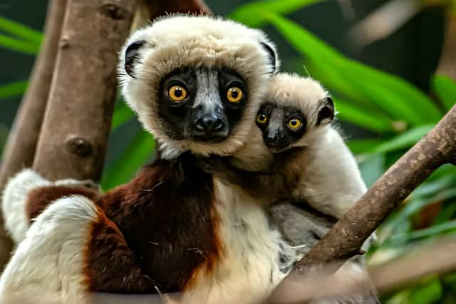 Conservationists at Chester Zoo become the first in Europe to successfully breed a rare Coquerelâs sifaka lemur